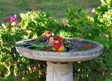 Male Eastern Rosellas 