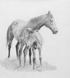 Thoroughbred mare and foal - graphite pencil on Arches Aquarelle paper
