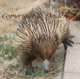 Echidna - Whats this?