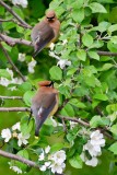 Cedar Waxwing