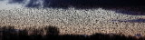 starlings