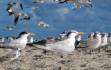 Birdland