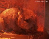 001 - Wombat Dreaming.jpg