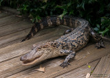 Front-Yard-Alligator.jpg
