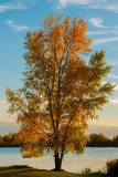 SG_Arbre automnal