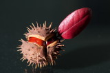 RM_141001-06-Atelier macro photo.jpg