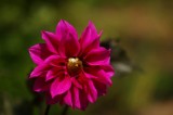 MO_IMGP2734 