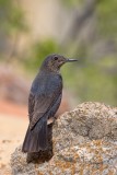 Roquero Solitario (Monticola solitarius) hembra