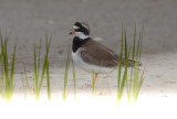 Common Ringed Plover Sandy Point Plum Island