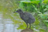 juv virginia rail great meadows