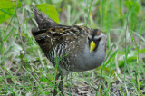 sora great meadows