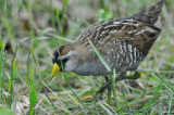 sora great meadows