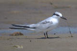 1st yr least tern sandy point plum island