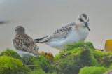 juv sanderling and juv sesa sandy point plum island