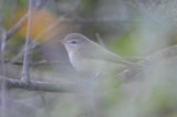 warbling vireo SPLFarm ebird record shot