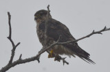 very dark Merlin, wonder different sub-specoes than Tiaga, Plum Island