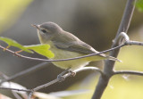 Hmmmm Philadelphia Vireo?