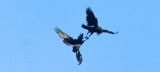 2 Ravens locking claws Maple Meadow brook Wilmington