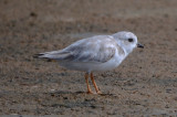 partial luecestic Piping Plover? Sandy [oint plum Island