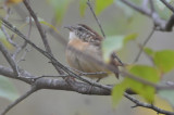 caroline wren deformed bill sweet apple tree lane wma