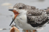 1 of nine black skimmers revere point of pines