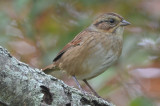 swamp sparrow