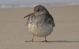 early purple sandpiper out of place on beach sandy point plum island