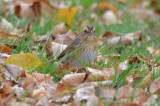 nelsons sparrow interior species/non-atlantic winchester mystic lakes