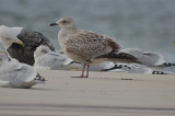 lesser black-backed gull sandy point plum island