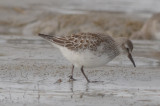 white-rumped sandpiper sandy point plum island