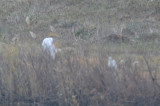 great and snowy egrets late plum island