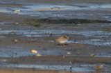 SEPL plum island late