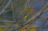 western tanager rockport mass