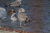 possible Thayers gull silver lake wilmington