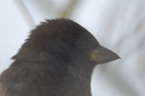 melanistic house sparrow belle Island