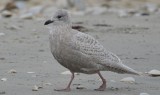 iceland gull (kumliens) revere