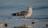 lesser black-backed gull revere beach