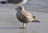 gull 1 