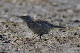 american pipit topsfield fair grounds bird record shot