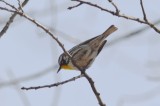 ebird record shot yellow-throated warbler nahanton park