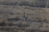 poor, distant record shot for bird tri-colored heron ipswich