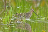 1 of 4 short-billed dowitchers bolton flats