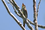 olive-sided flycatcher hellcat plum island