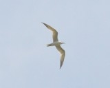 one of 2 gulled-billed terns plum island circling like raptors