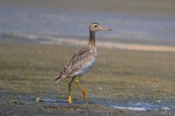 upland sandpiper sandy point plum island