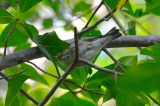 early blackpoll plum island