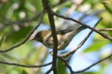 early blackpoll plum island