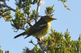 cape may plum island