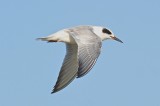 forsters tern ridgevale beach