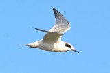 forsters tern ridgevale beach